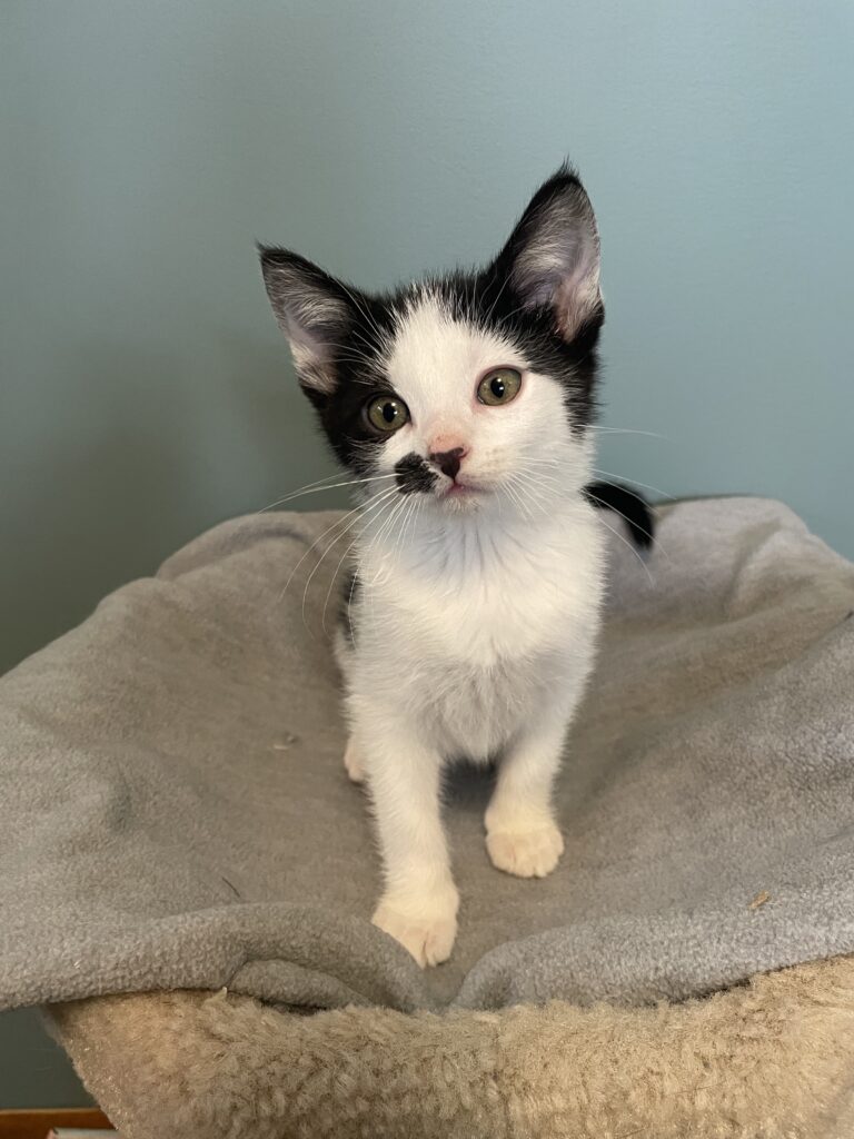 ADOPTABLE CATS – Camp Kitten